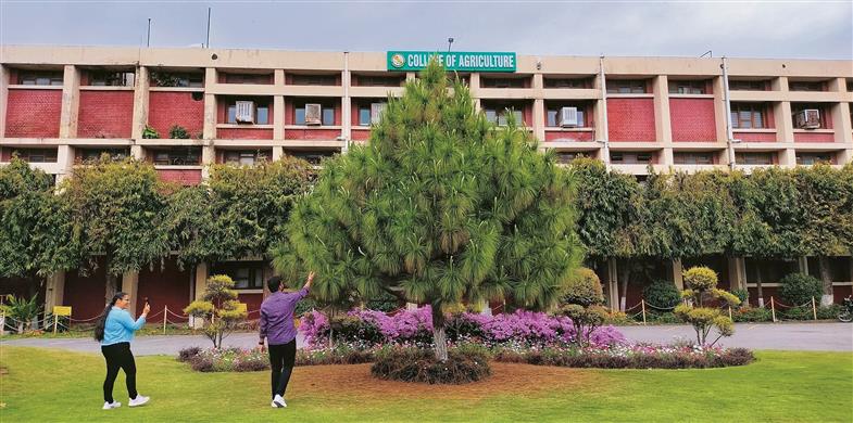 Punjab agriculture university
