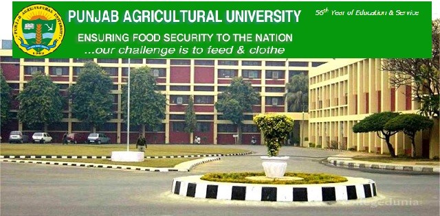 Punjab agriculture university
